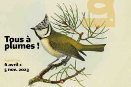 l'exposition Tous à plumes au musée d'histoire naturelle de Bordeaux
