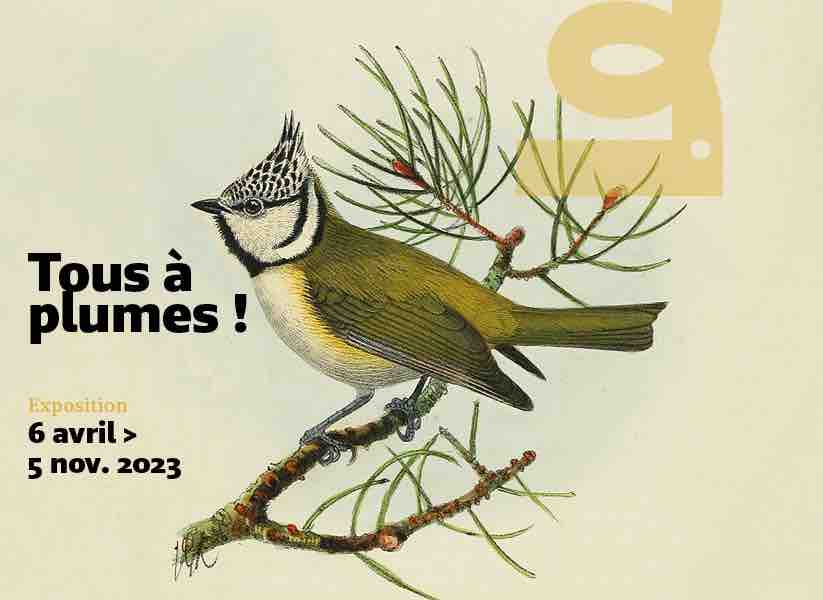 l'exposition Tous à plumes au musée d'histoire naturelle de Bordeaux