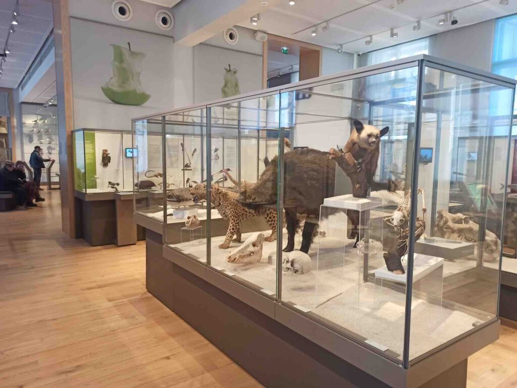 Atelier dessin pour enfant au Museum de Bordeaux