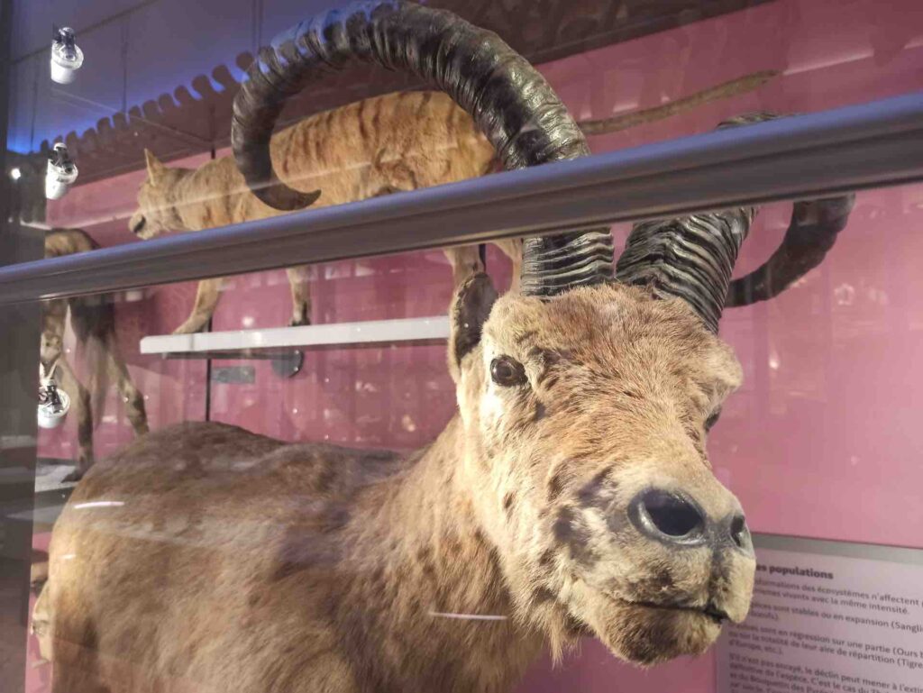 le muséum de Bordeaux Sciences et nature