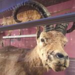 le muséum de Bordeaux Sciences et nature