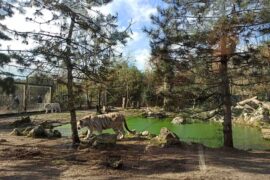 le zoo de Pessac à Bordeaux